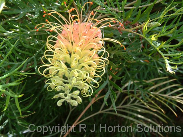 Grevillea Peaches & Cream_2